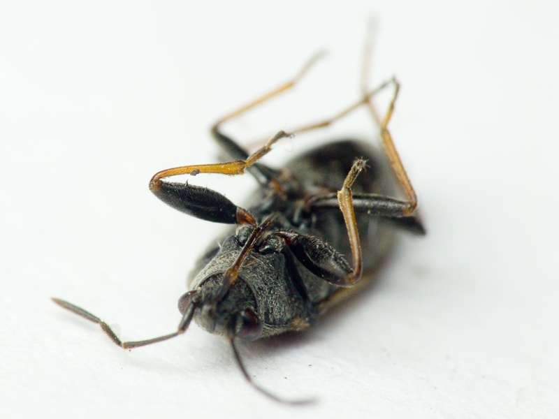 Peritrechus gracilicornis Puton, 1877